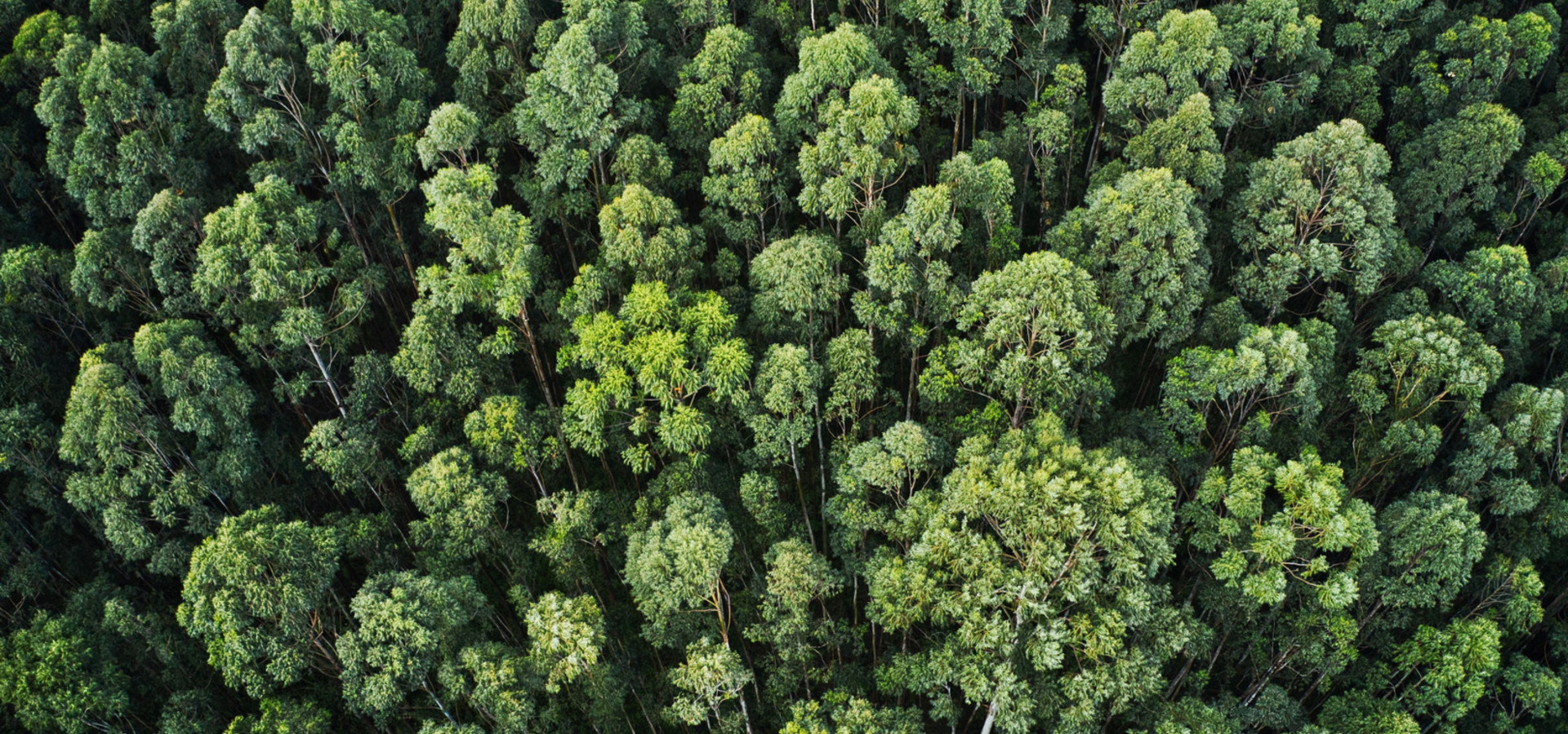 Overhead aerial shot of a thick forest with beautiful trees and greenery