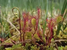 La drosera
