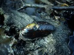 La moule perli&egrave;re